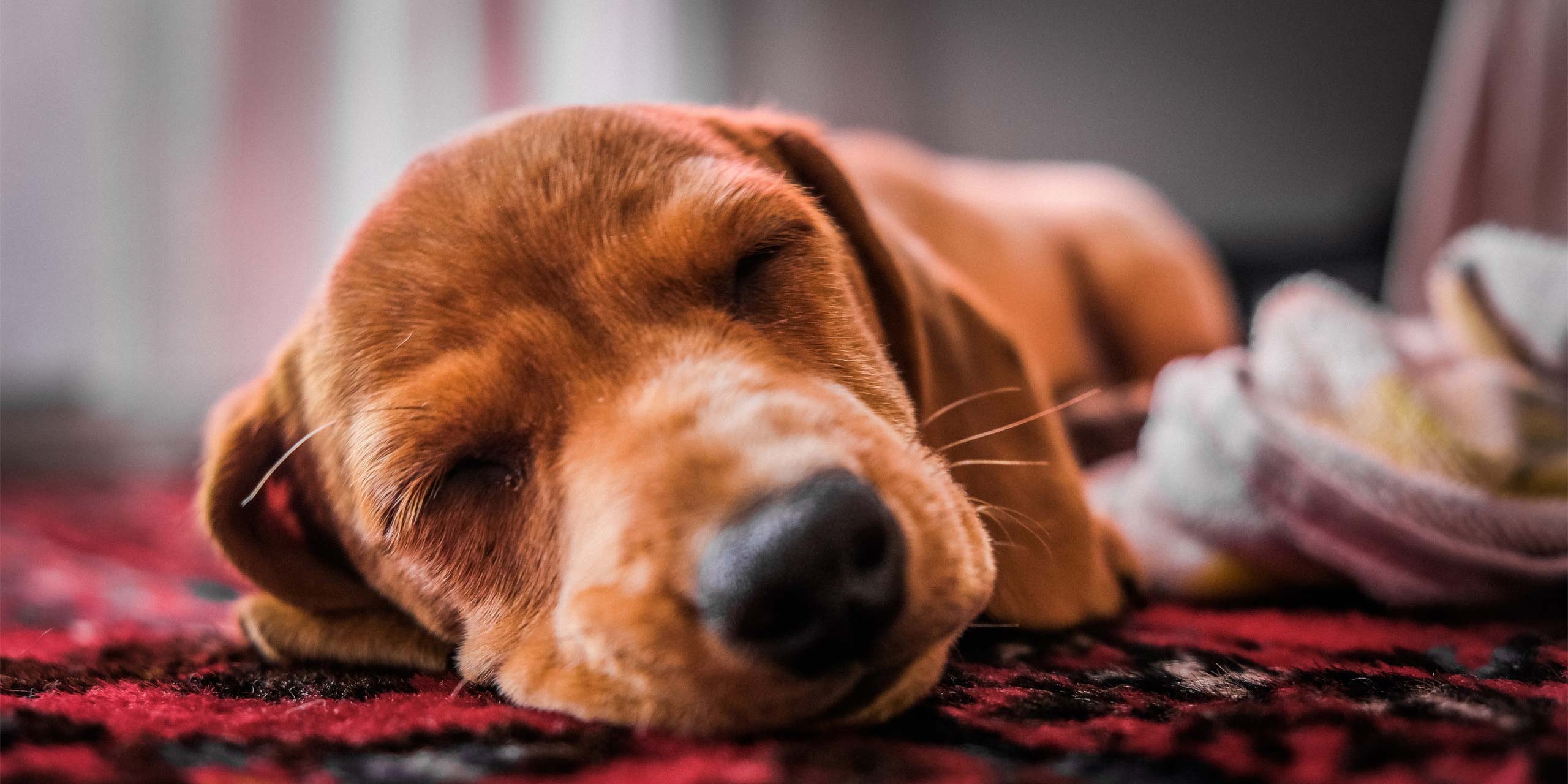 Nahaufnahme der Schnauze eines Hundewelpen beim Schlafen
